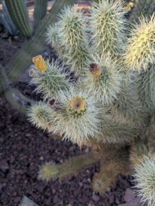 images from Desert Botanical Garden -Nov 2025