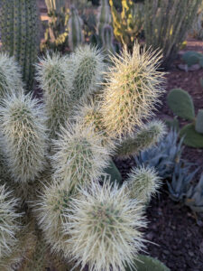 images from Desert Botanical Garden -Nov 2025