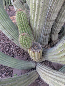 images from Desert Botanical Garden -Nov 2025