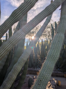 images from Desert Botanical Garden -Nov 2025