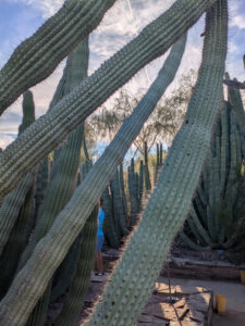 images from Desert Botanical Garden -Nov 2025