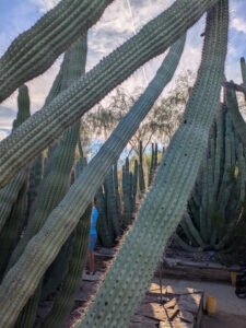 images from Desert Botanical Garden -Nov 2025