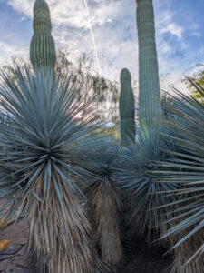 images from Desert Botanical Garden -Nov 2025