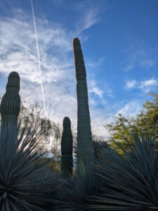 images from Desert Botanical Garden -Nov 2025