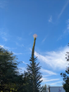 images from Desert Botanical Garden -Nov 2025