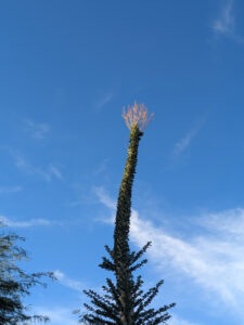 images from Desert Botanical Garden -Nov 2025