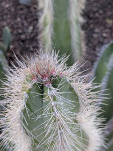 images from Desert Botanical Garden -Nov 2025