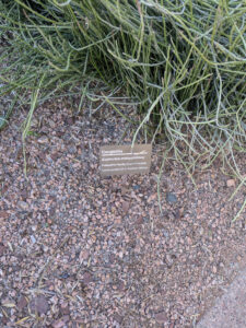 images from Desert Botanical Garden -Nov 2025