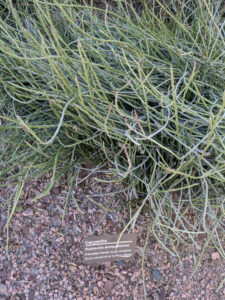 images from Desert Botanical Garden -Nov 2025