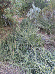 images from Desert Botanical Garden -Nov 2025