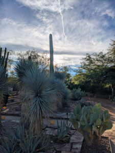 images from Desert Botanical Garden -Nov 2025