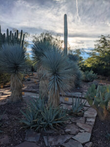 images from Desert Botanical Garden -Nov 2025