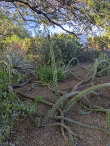 images from Desert Botanical Garden -Nov 2025