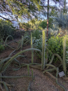 images from Desert Botanical Garden -Nov 2025