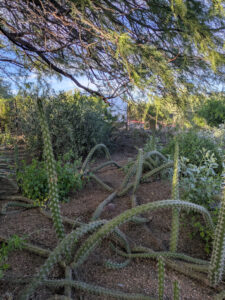 images from Desert Botanical Garden -Nov 2025
