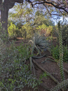 images from Desert Botanical Garden -Nov 2025