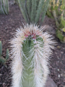 images from Desert Botanical Garden -Nov 2025