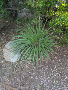 images from Desert Botanical Garden -Nov 2025