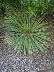 images from Desert Botanical Garden -Nov 2025