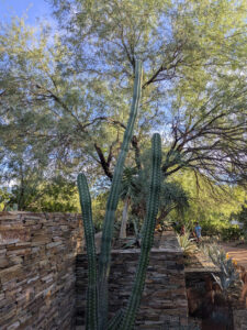 images from Desert Botanical Garden -Nov 2025