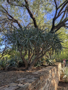images from Desert Botanical Garden -Nov 2025