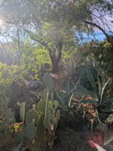 images from Desert Botanical Garden -Nov 2025