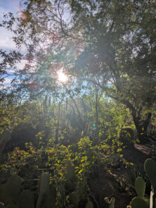 images from Desert Botanical Garden -Nov 2025