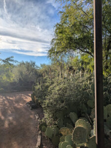 images from Desert Botanical Garden -Nov 2025