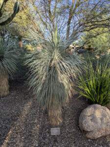 images from Desert Botanical Garden -Nov 2025