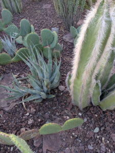 images from Desert Botanical Garden -Nov 2025