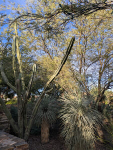 images from Desert Botanical Garden -Nov 2025