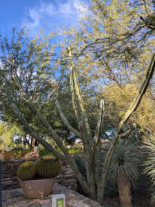 images from Desert Botanical Garden -Nov 2025