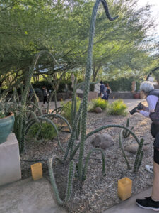 images from Desert Botanical Garden -Nov 2025