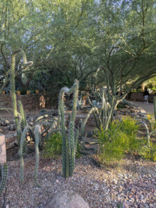 images from Desert Botanical Garden -Nov 2025