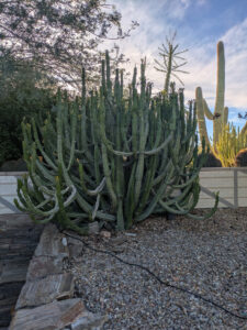 images from Desert Botanical Garden -Nov 2025