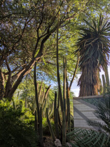 images from Desert Botanical Garden -Nov 2025