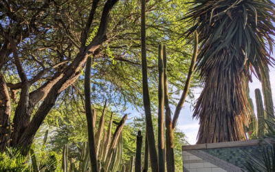 Desert Botanical Garden – November 2025