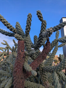 images from Desert Botanical Garden -Nov 2025