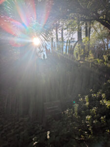 images from Desert Botanical Garden -Nov 2025