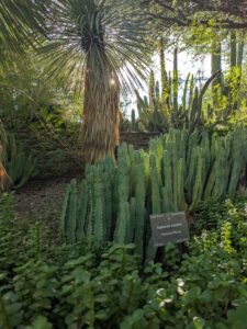 images from Desert Botanical Garden -Nov 2025