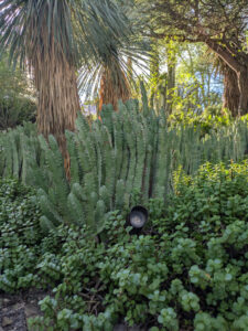 images from Desert Botanical Garden -Nov 2025