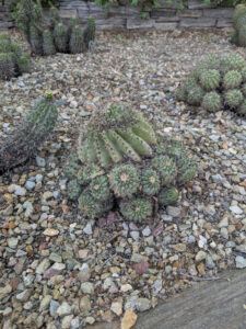 images from Desert Botanical Garden -Nov 2025
