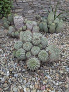 images from Desert Botanical Garden -Nov 2025