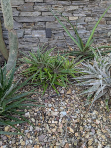 images from Desert Botanical Garden -Nov 2025