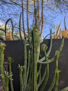images from Desert Botanical Garden -Nov 2025