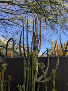 images from Desert Botanical Garden -Nov 2025