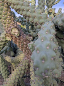 images from Desert Botanical Garden -Nov 2025