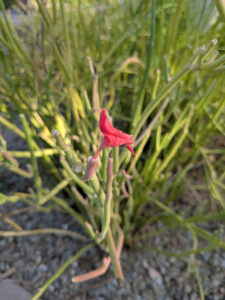 images from Desert Botanical Garden -Nov 2025