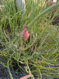 images from Desert Botanical Garden -Nov 2025