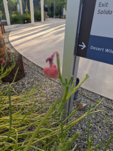 images from Desert Botanical Garden -Nov 2025